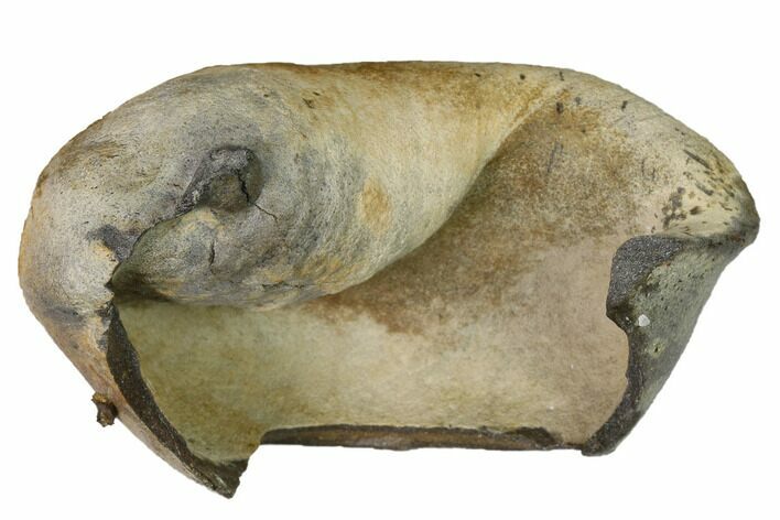 Fossil Whale Ear Bone - Miocene #144914